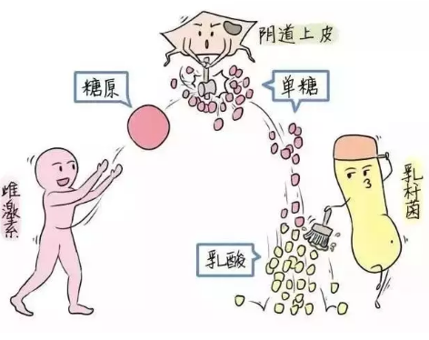 微生态香蕉视频免费APP厂家教您如何观察分泌物样本性状