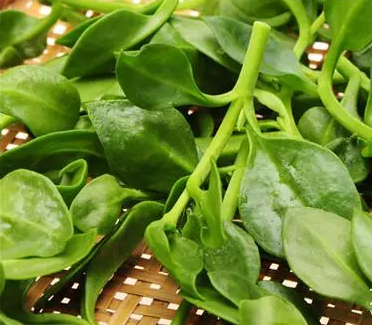 全自动白带香蕉视频免费APP厂家介绍妇科炎症的天然“灭火器”，抑菌排毒！